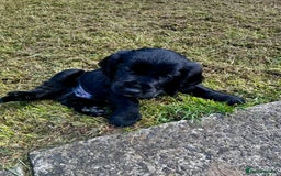 Cocker Spaniel dogs for sale: 2 beautiful cocker spaniels out of a litter of 7 - Image 18