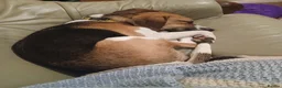 Beagle dogs for adoption: Male beagle for re homing  - Advert 1