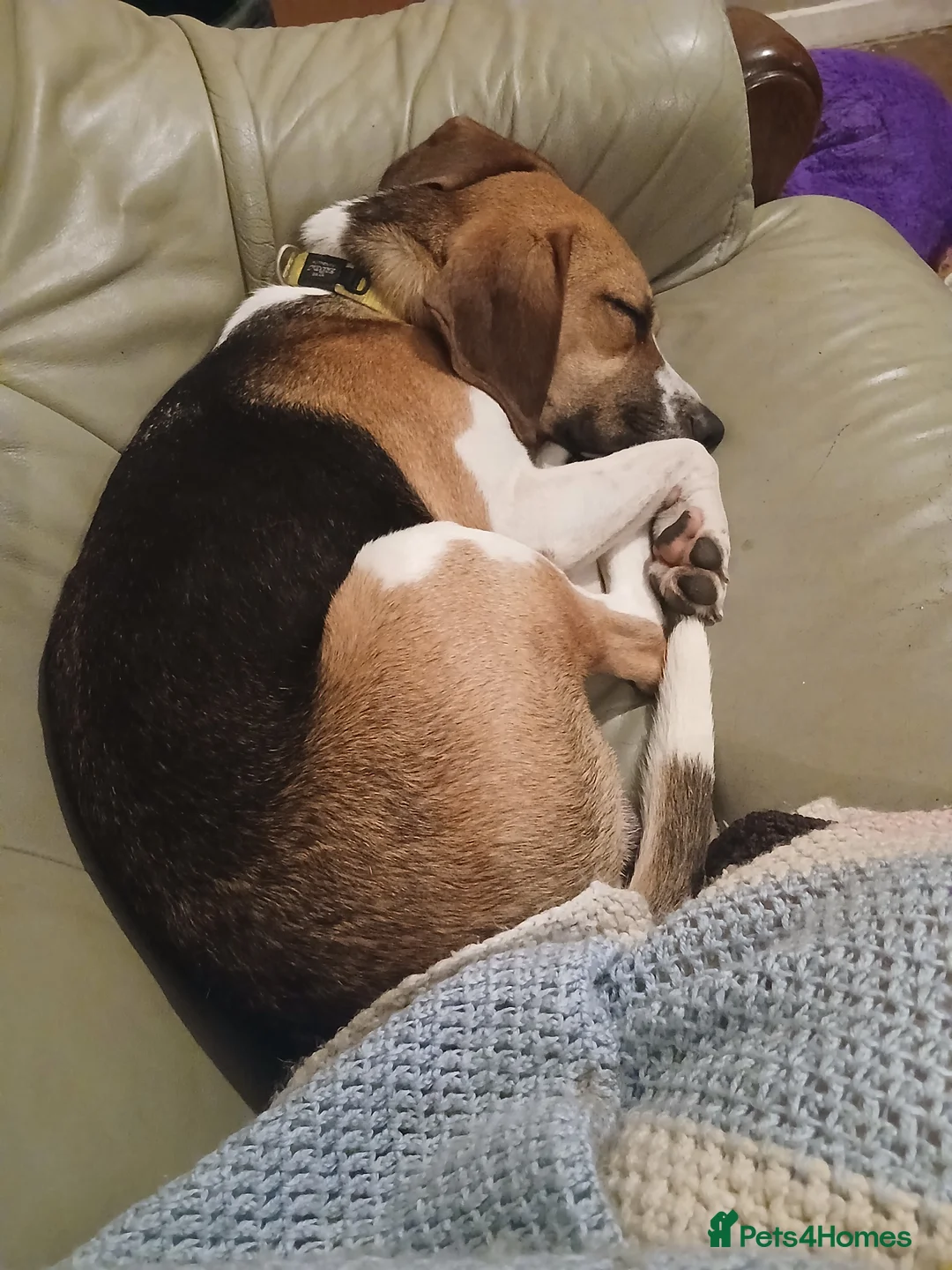 Beagle dogs for adoption: Male beagle for re homing  - Advert 1