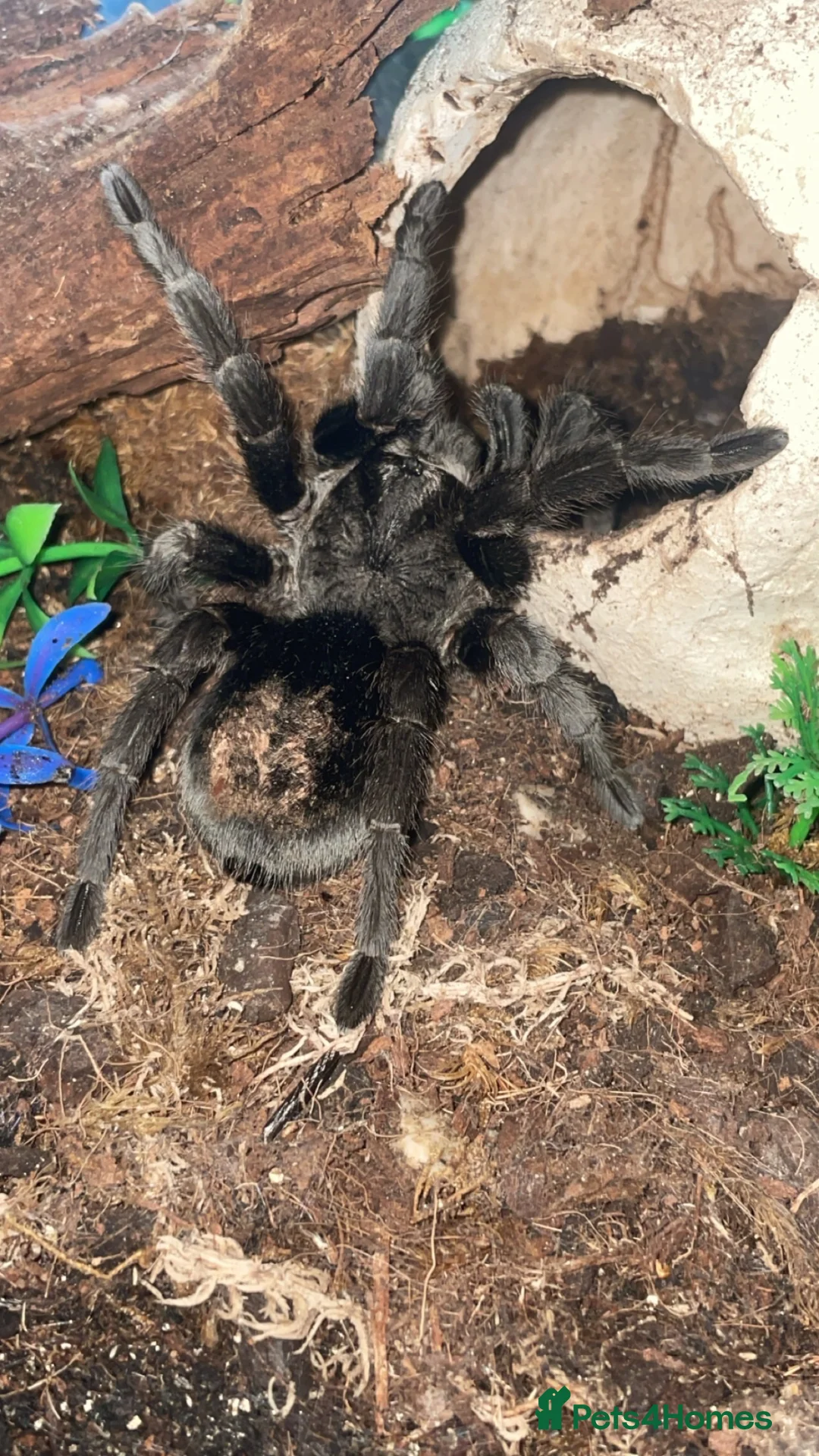 Tarantulas invertebrates for sale: 4 Tarantulas  - Advert 2