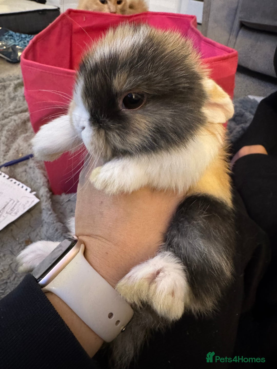 Mini Lop rabbits for sale: Mini lop baby bunnies  - Advert 2