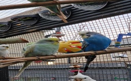 Budgerigars birds for sale: 3x baby budgie reseve only til 13th oct. From £45 - Image 11