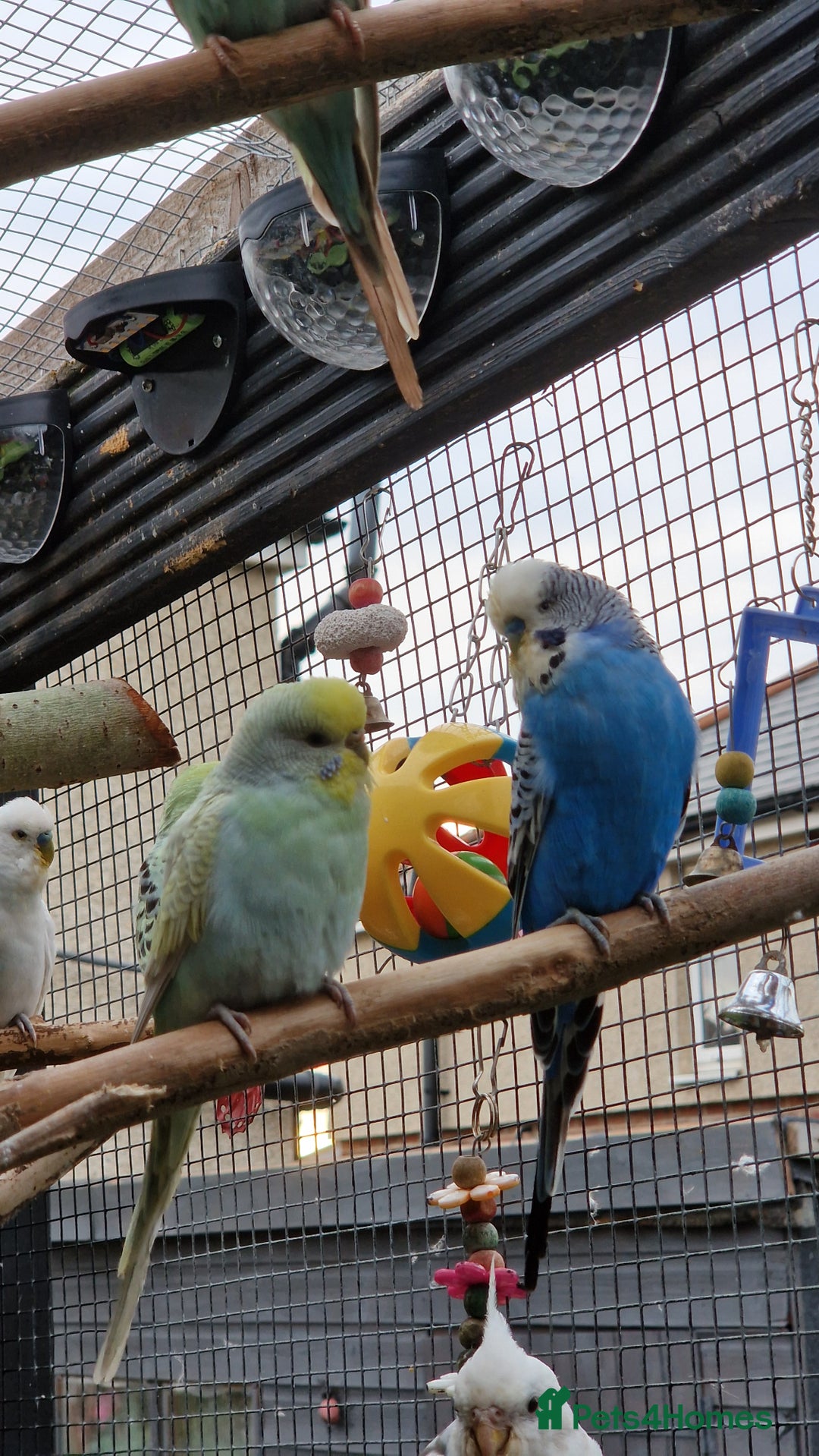 Budgerigars birds for sale: 3x baby budgie reseve only til 13th oct. From £45 - Image 11