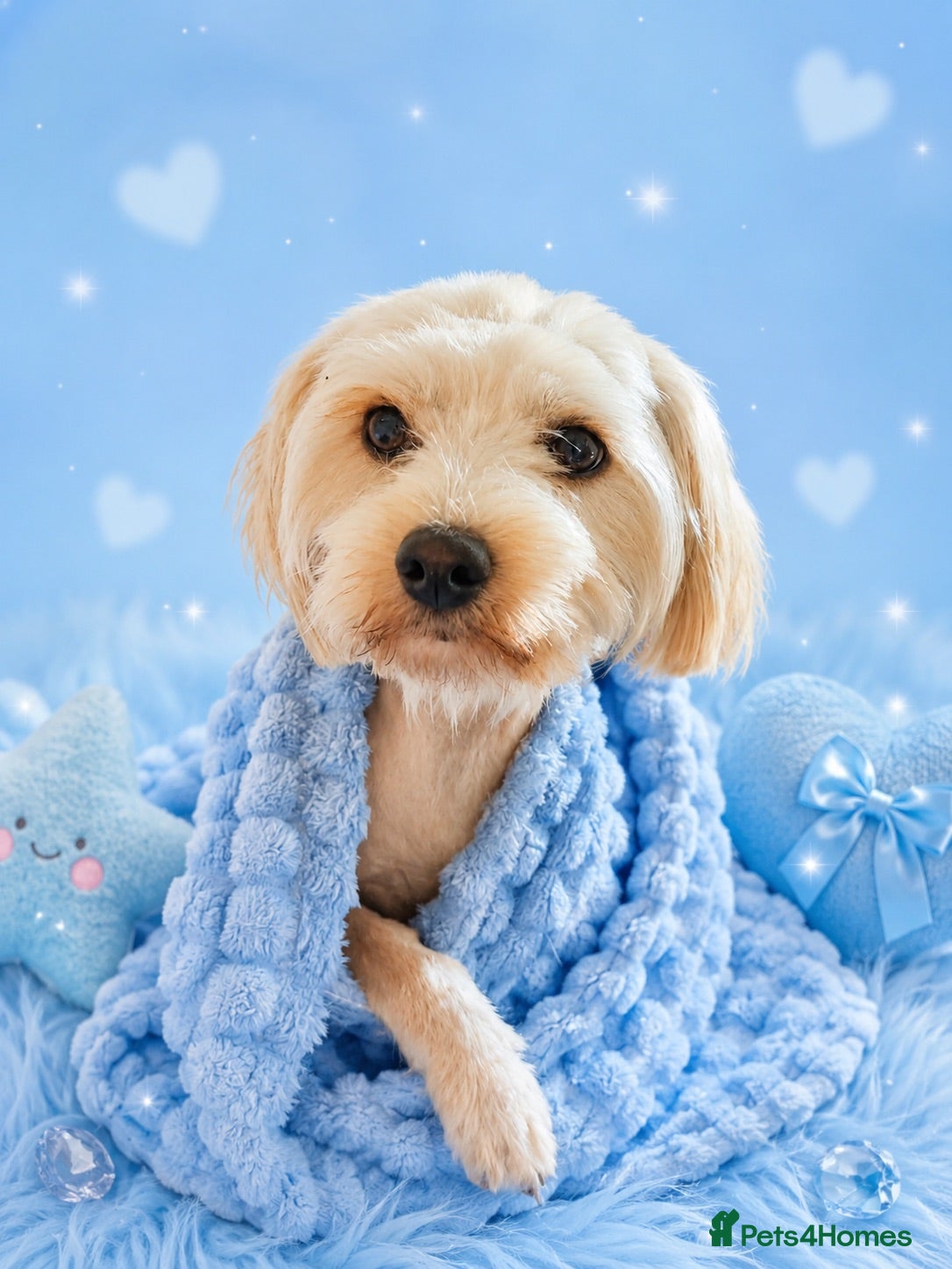Mixed Breed dogs Aerie dog 💙🐾 - Advert 1