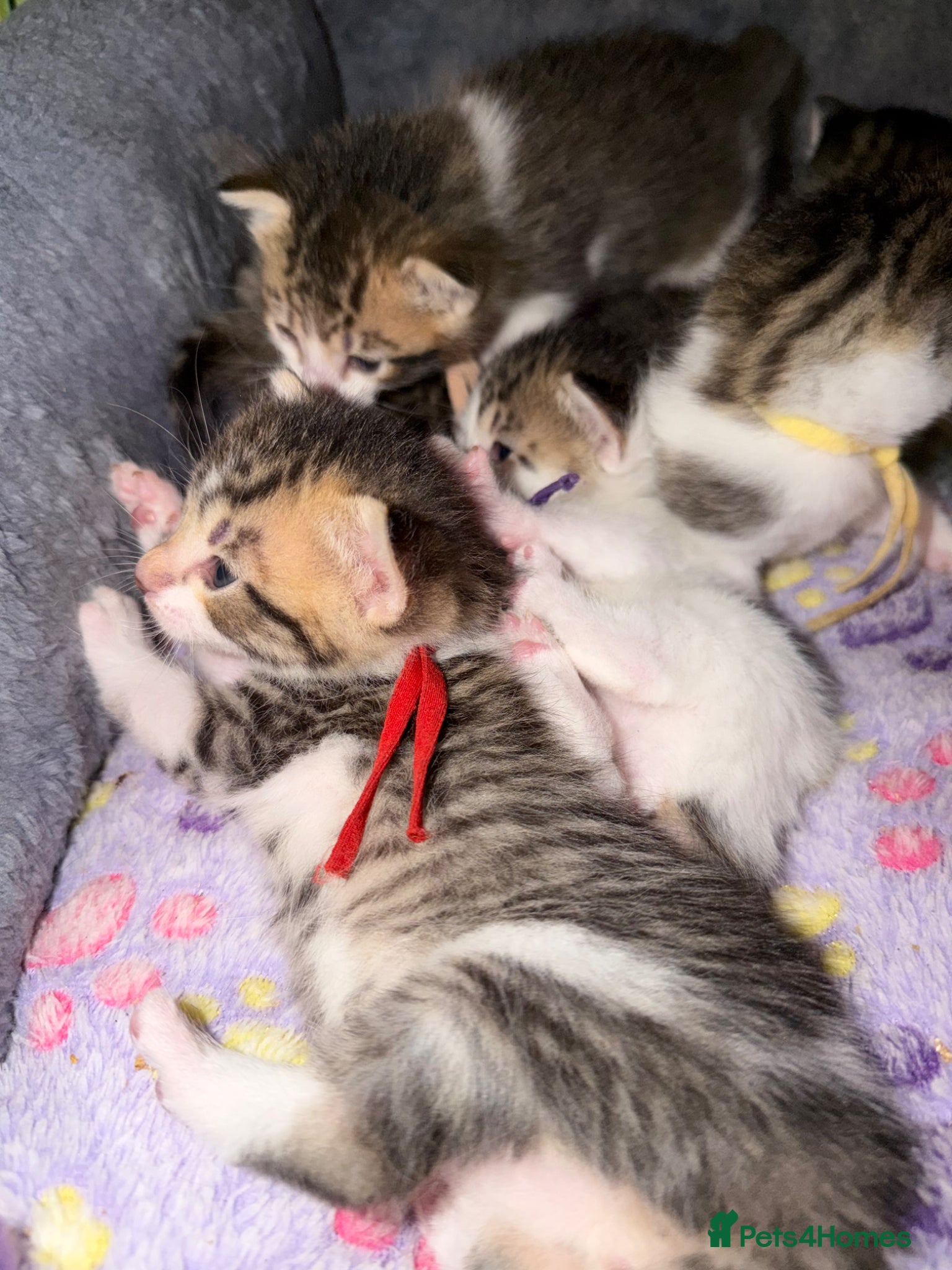 Mixed Breed cats Tabby kittens ready now £75  - Advert 20