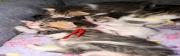 Mixed Breed cats for sale: Tabby kittens - Advert 7