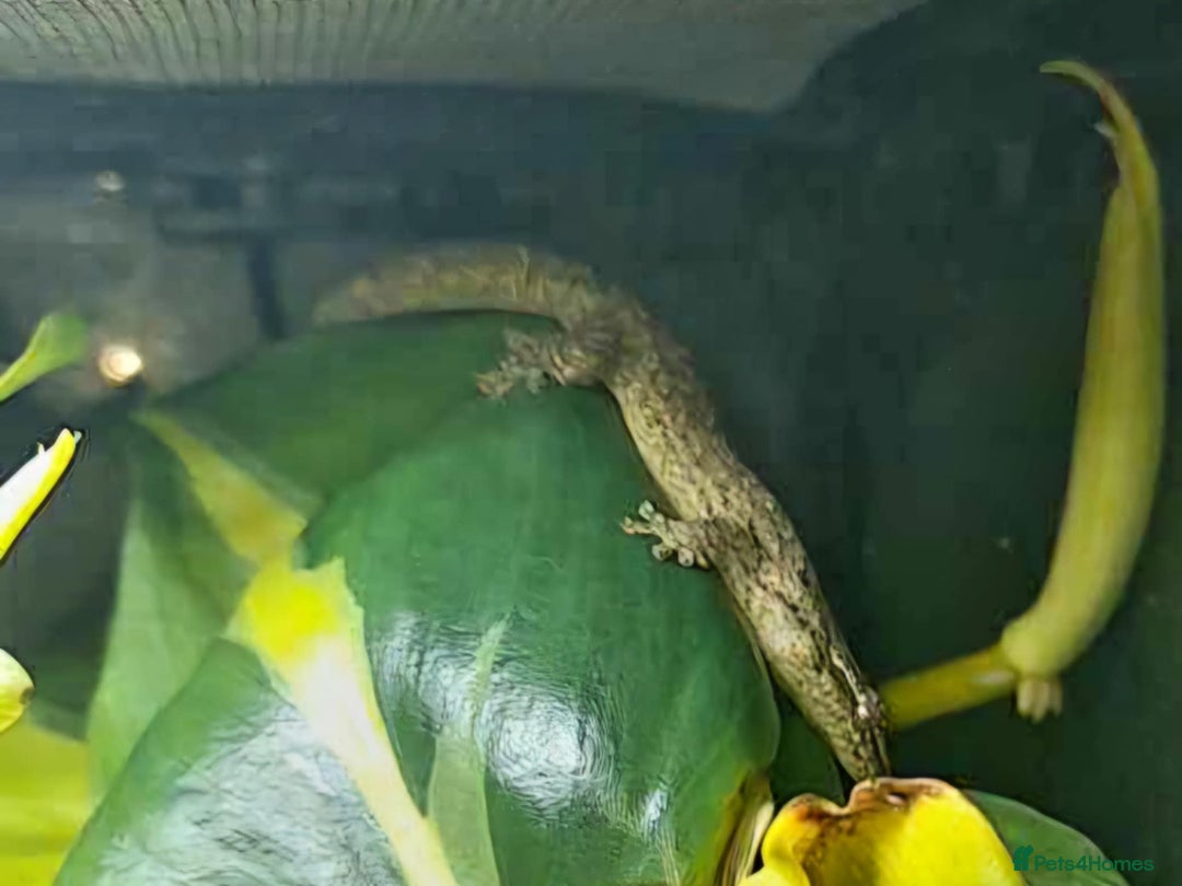 Gecko reptiles for sale: Mourning Gecko hatchlings. - Image 16