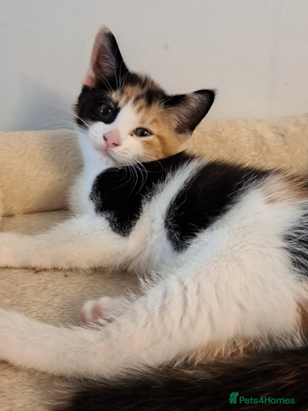 Mixed Breed cats for sale: Very cuddly kittens ready now  - Advert 1