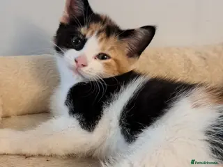 Mixed Breed cats Very cuddly kittens ready now - Advert 3