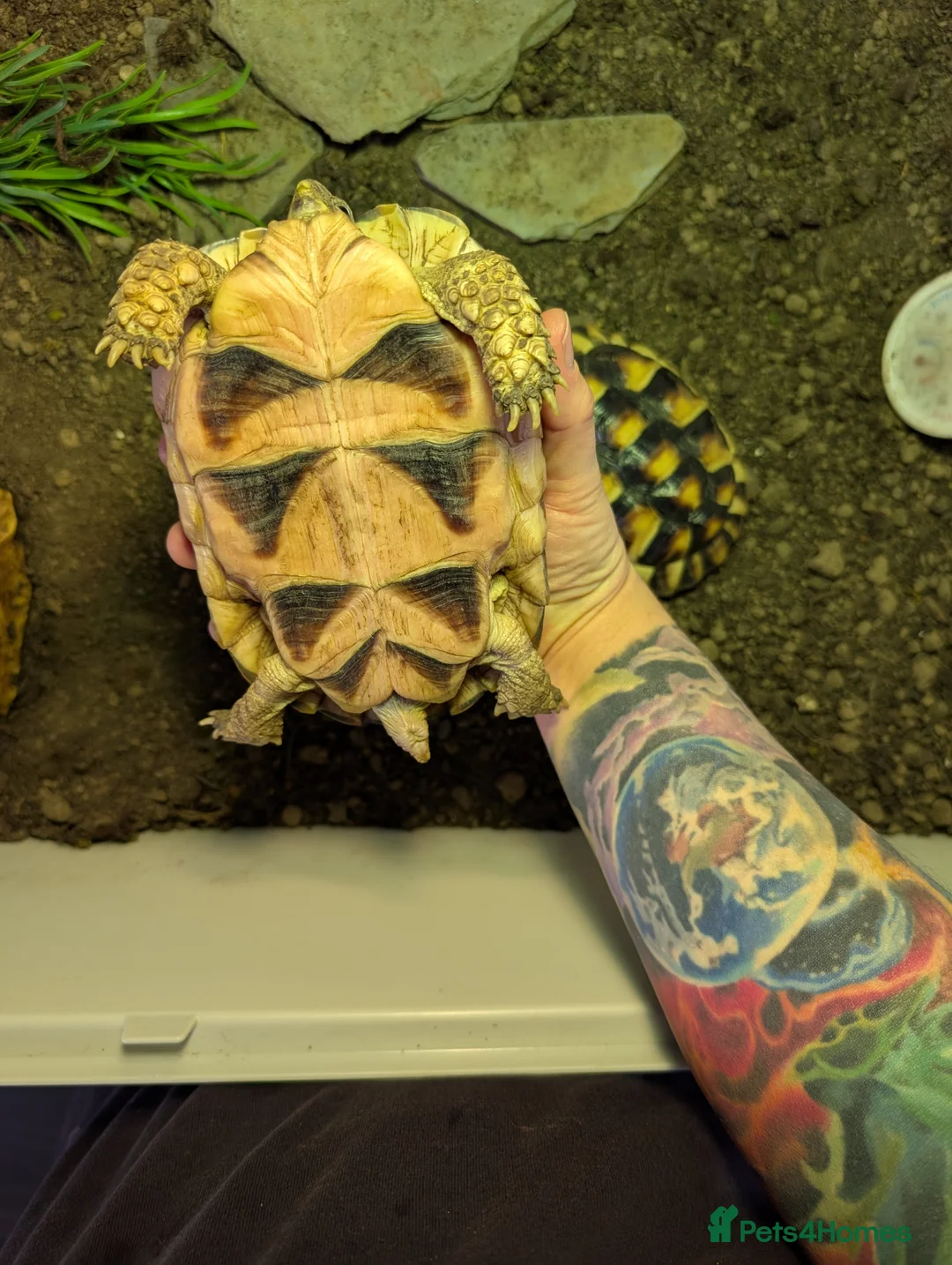 Hermann Tortoise reptiles for sale: hermann tortoise  in Bath - Advert 3