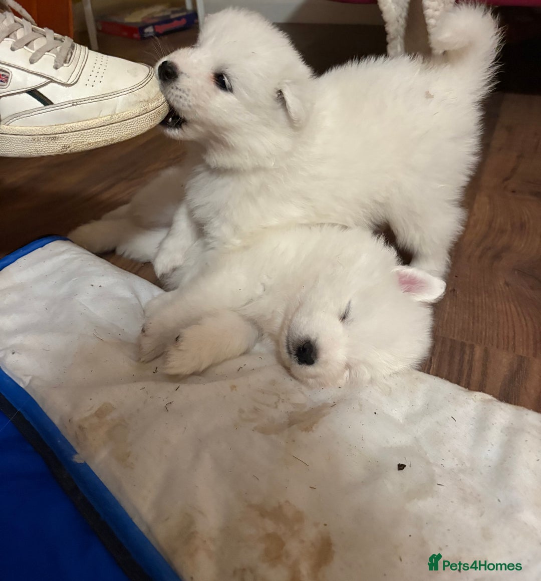Samoyed dogs for sale: Samoyed puppies for sale - Image 12