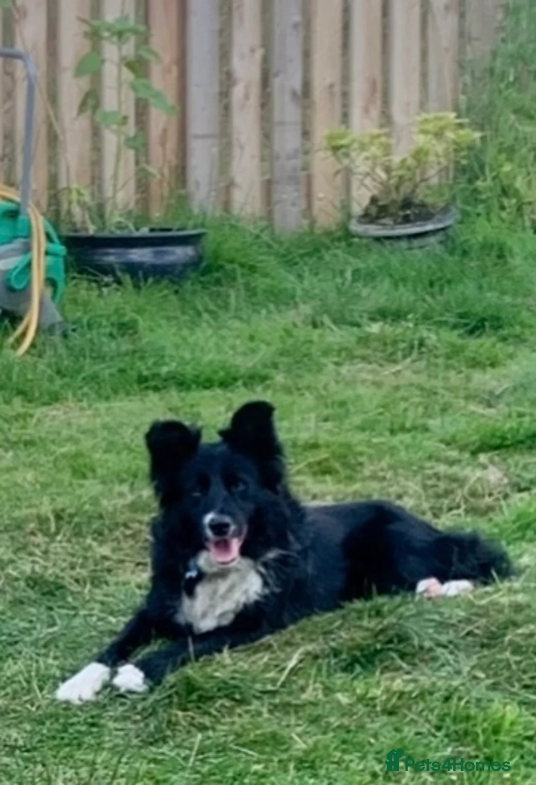 Border Collie dogs for sale: Border collie pups traditional black and white  in Bacup - Advert 2