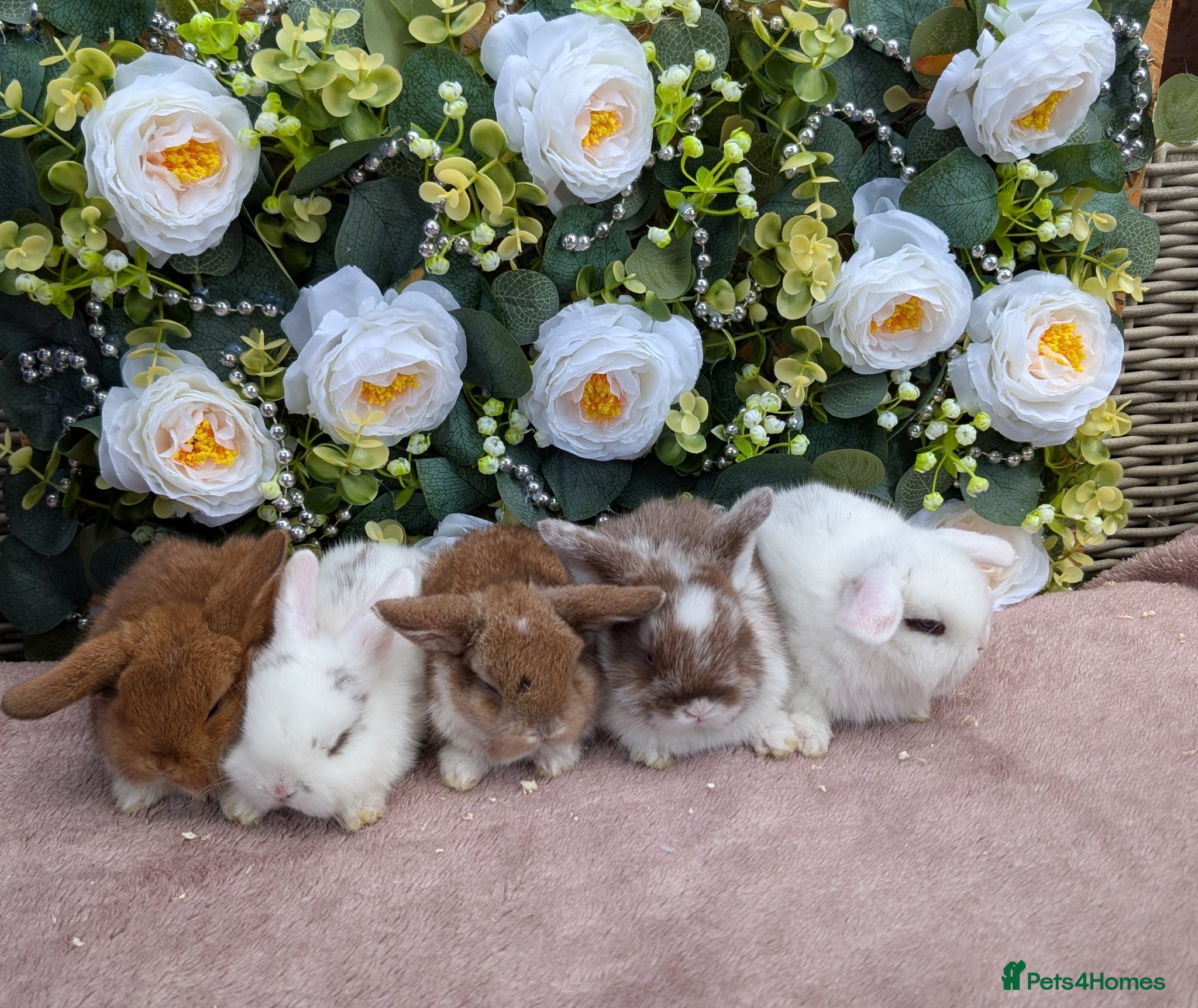 Mini Lop rabbits ❤️mini lop babies ❤️  - Advert 5