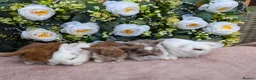 Mini Lop rabbits for sale: ❤️mini lop babies ❤️  - Advert 1