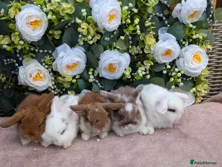 Mini Lop rabbits ❤️mini lop babies ❤️ - Advert 13