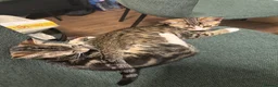 Mixed Breed cats for sale: tabby kitten for Adoption - Advert 7