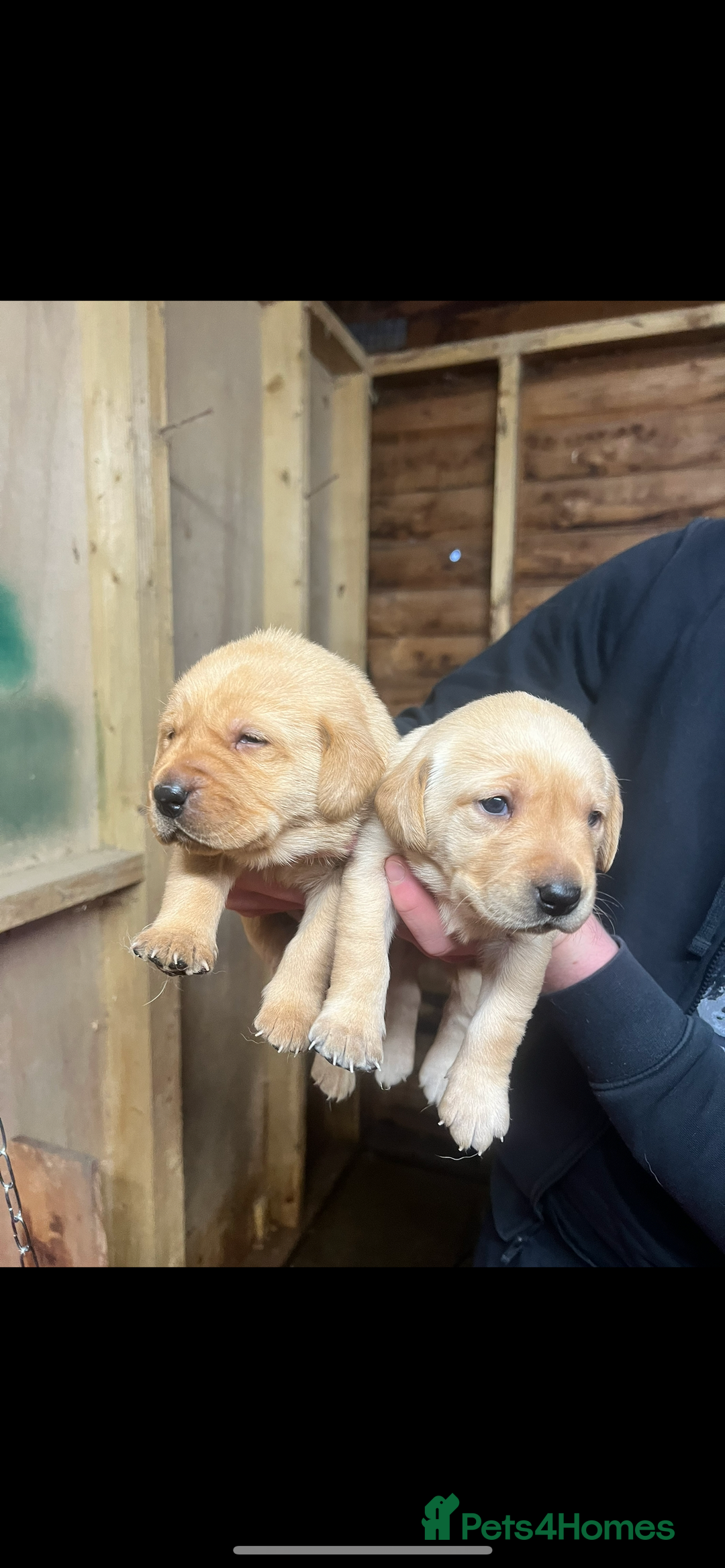 Labrador Retriever dogs for sale: Gorgeous KC registered Labrador puppies 🤩 - Advert 8