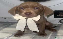 Labrador Retriever dogs for sale: KC SILVER & CHARCOAL Labrador Puppys  - Image 3