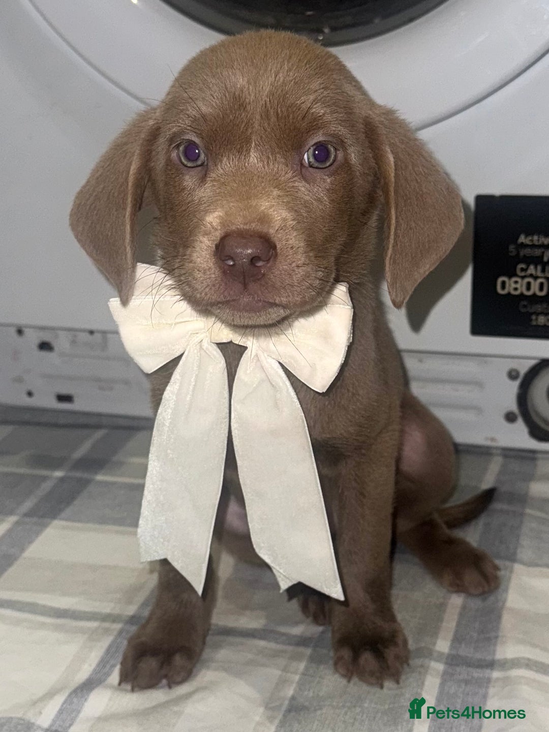 Labrador Retriever dogs for sale: KC SILVER & CHARCOAL Labrador Puppys  - Image 3