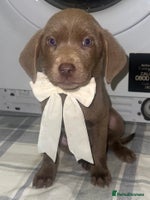 Labrador Retriever dogs - Advert 14