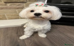 Maltese dogs for sale: Cute Maltese Puppies Looking for Loving Homes🇬🇧  - Image 21