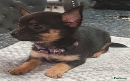 Pomchi dogs for sale: Six stunning pomchi puppies  - Image 5