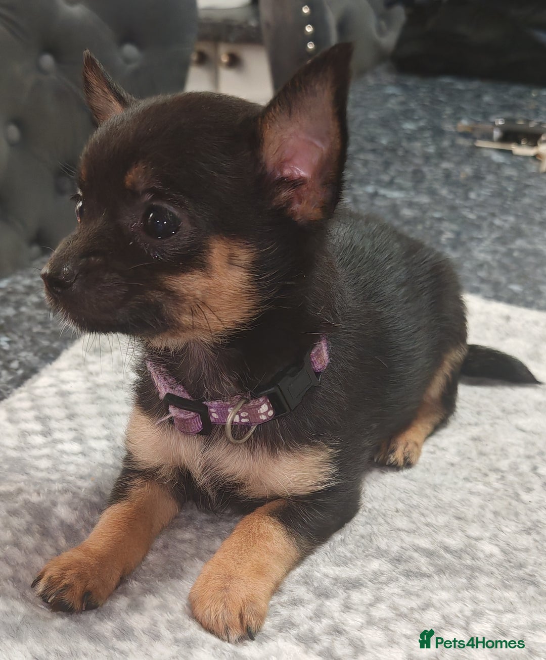 Pomchi dogs for sale: Six stunning pomchi puppies  - Image 5