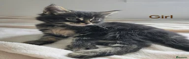 Maine Coon 7