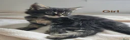 Maine Coon cats for sale: 7 Gorgeous Maine Coon kittens. - Advert 20