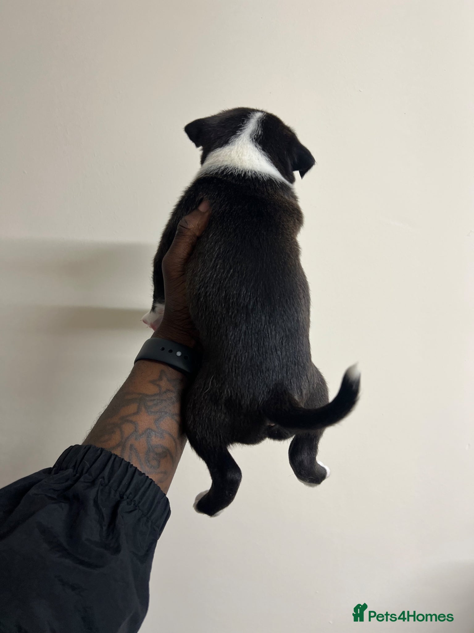 Staffordshire Bull Terrier dogs for sale: Beautiful Staffordshire Bull Terrier Mix Puppies in Manchester - Advert 4