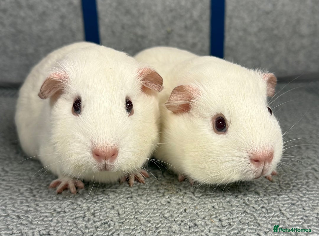 Guinea Pig rodents for sale: Pure bred baby boar guinea pigs  - Advert 3