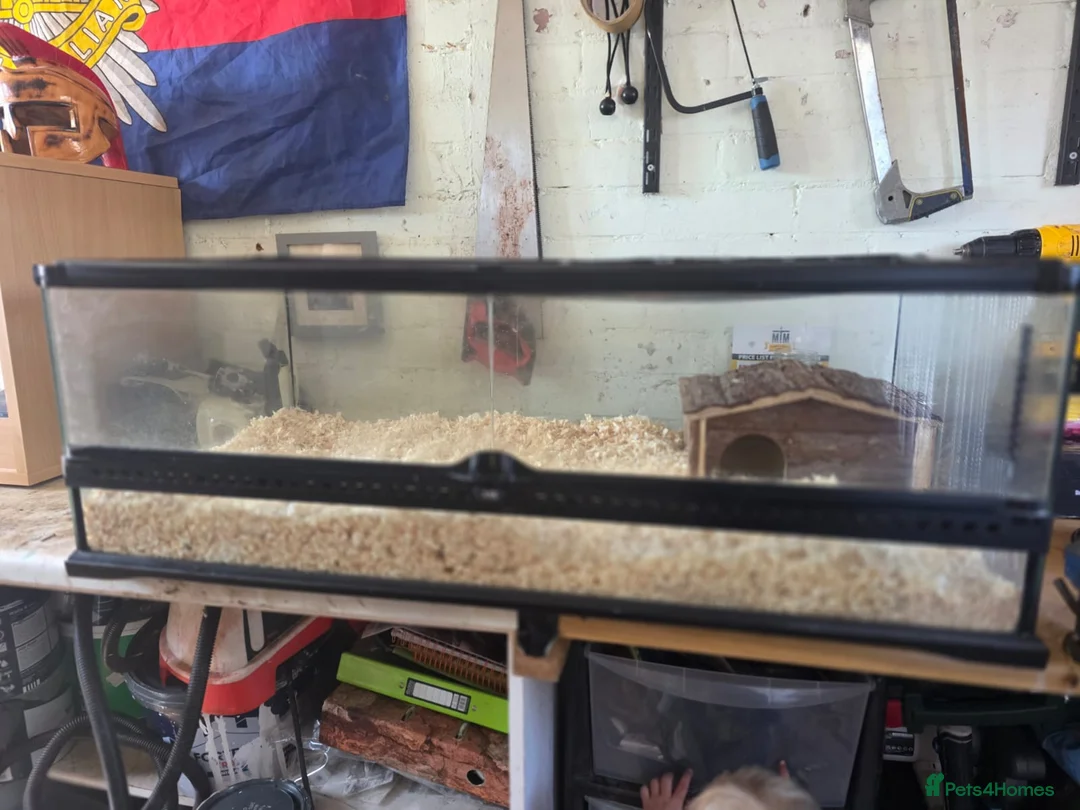 Python Snake reptiles for sale: Albino hognose and full 3 ft viv set up  in Colchester - Advert 6
