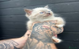 Ragdoll cats for stud: Ragdoll stud  - Image 7