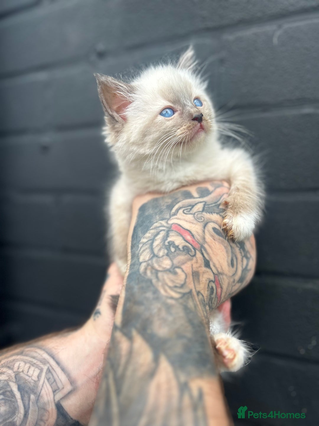 Ragdoll cats for stud: Ragdoll stud  - Image 7