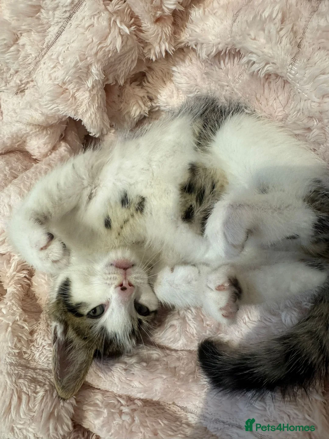 Mixed Breed cats for sale: Kitten  - Advert 2