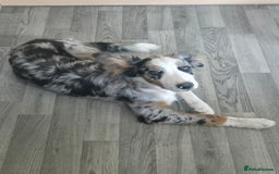 Border Collie dogs for sale: 6 month old border collie merle for sale - Image 2