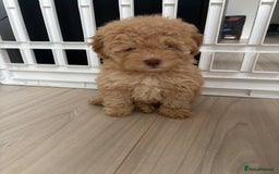 Cavapoo dogs for sale: 1 Chocolate Cavapoo left‼️ - Image 12