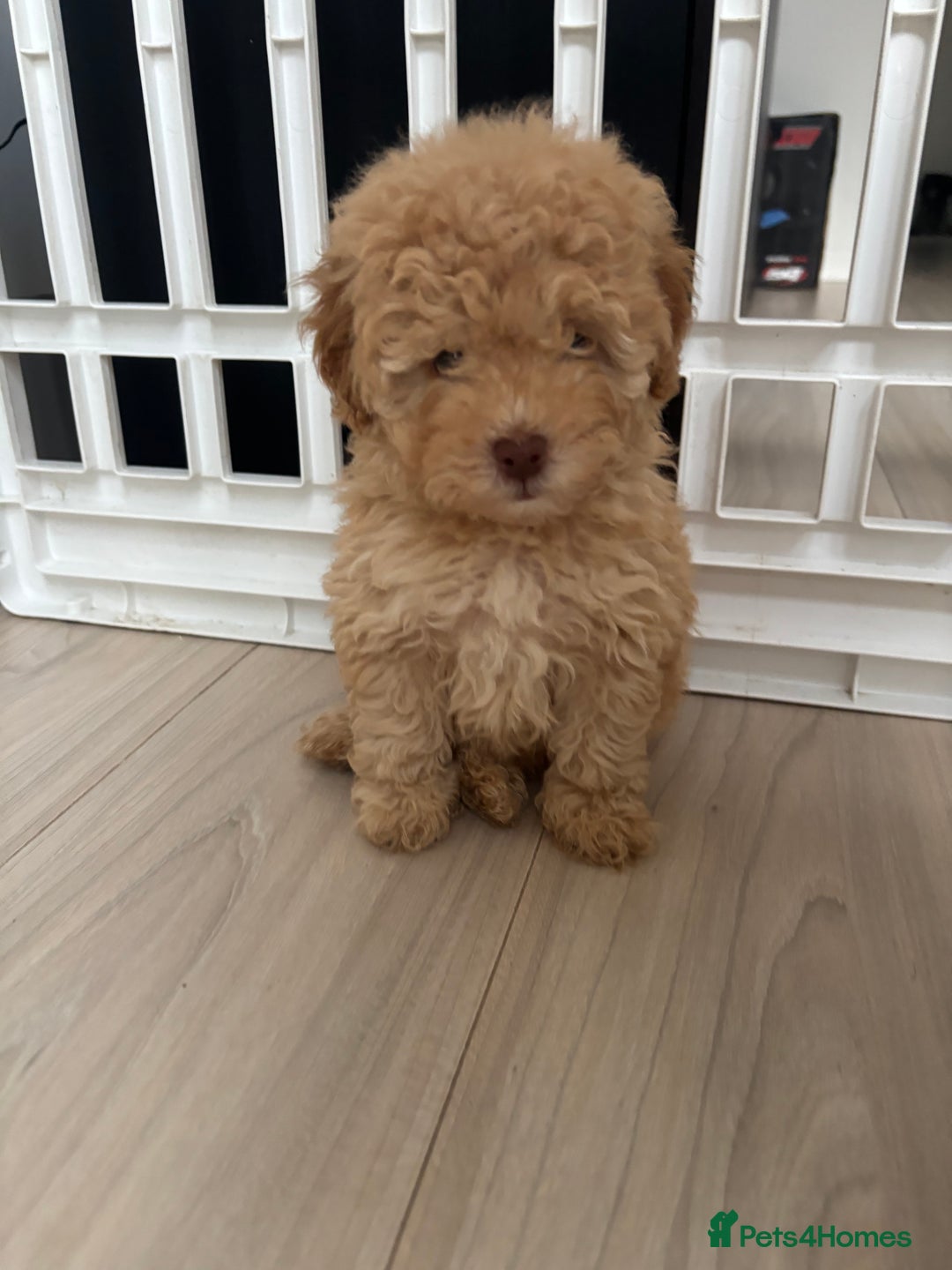 Cavapoo dogs for sale: 1 Chocolate Cavapoo left‼️ - Image 12