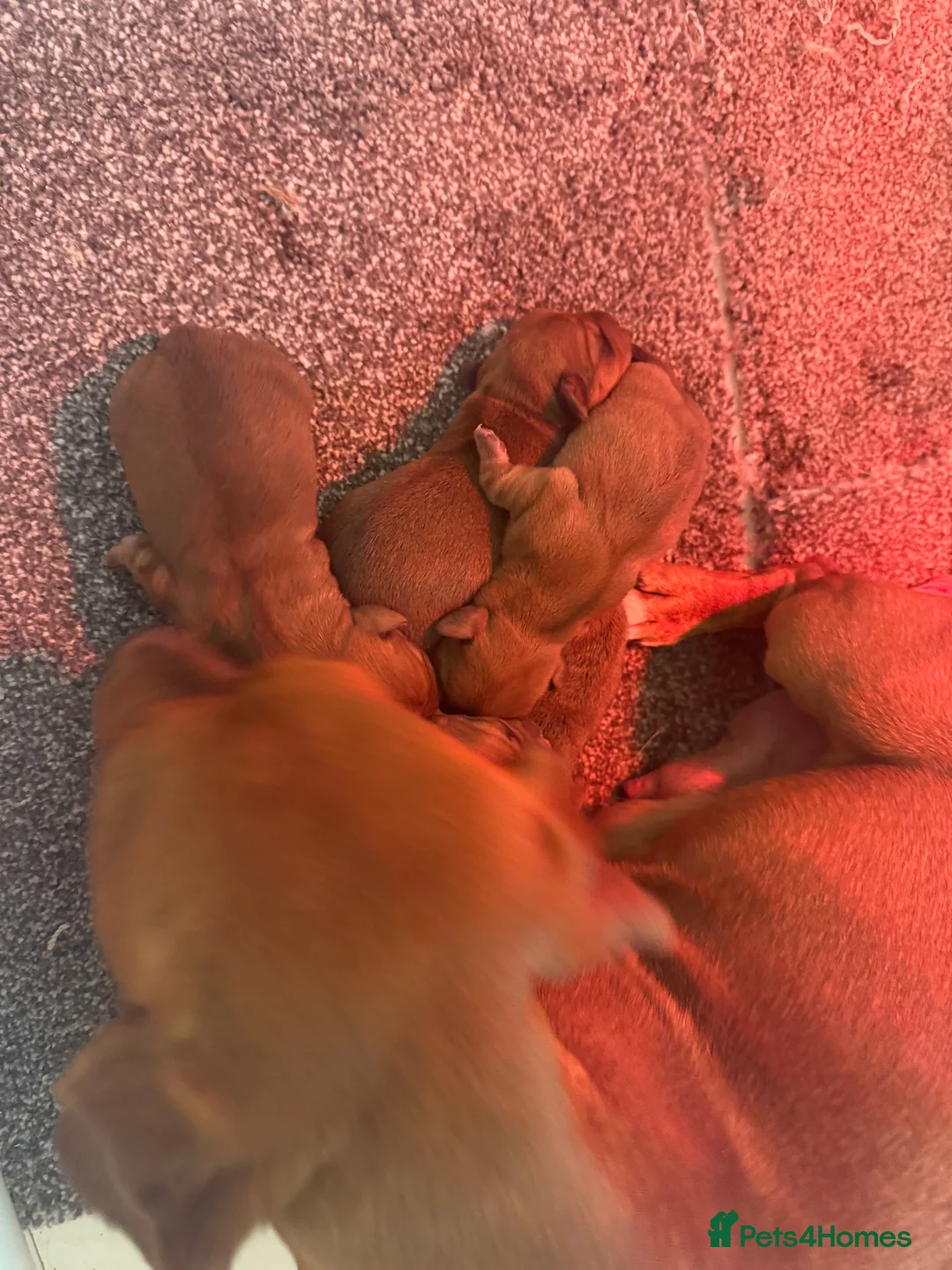 Mixed Breed dogs for sale: Adorable Norfolk Terrier × Jackdach Puppies - Advert 2