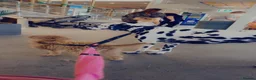 Dalmatian dogs for sale: Boss 4yr old dalmation in Waterlooville - Advert 8