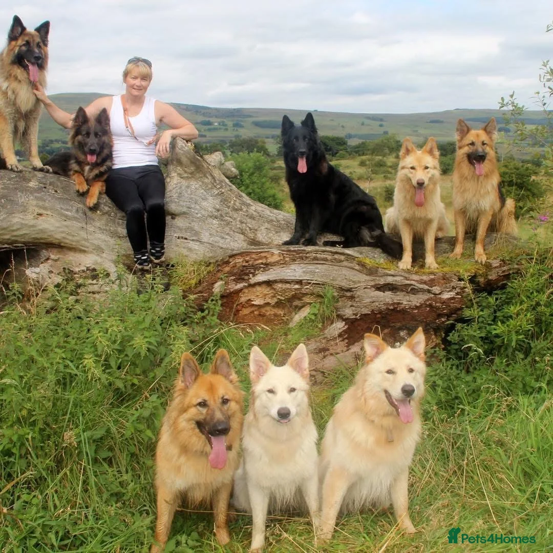 German Shepherd dogs for sale: German Shepherd Puppies - Advert 1