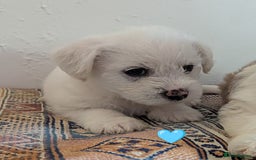 Cavachon dogs for sale: Cavachon Puppies - excellent example!  - Image 20