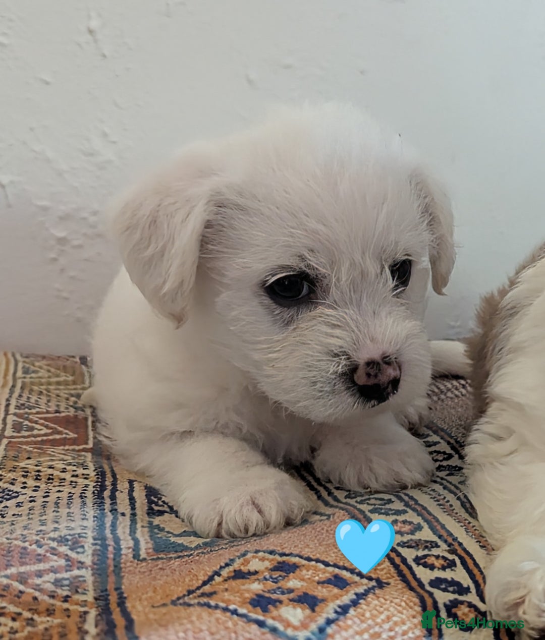 Cavachon dogs for sale: Cavachon Puppies - excellent example!  - Image 20