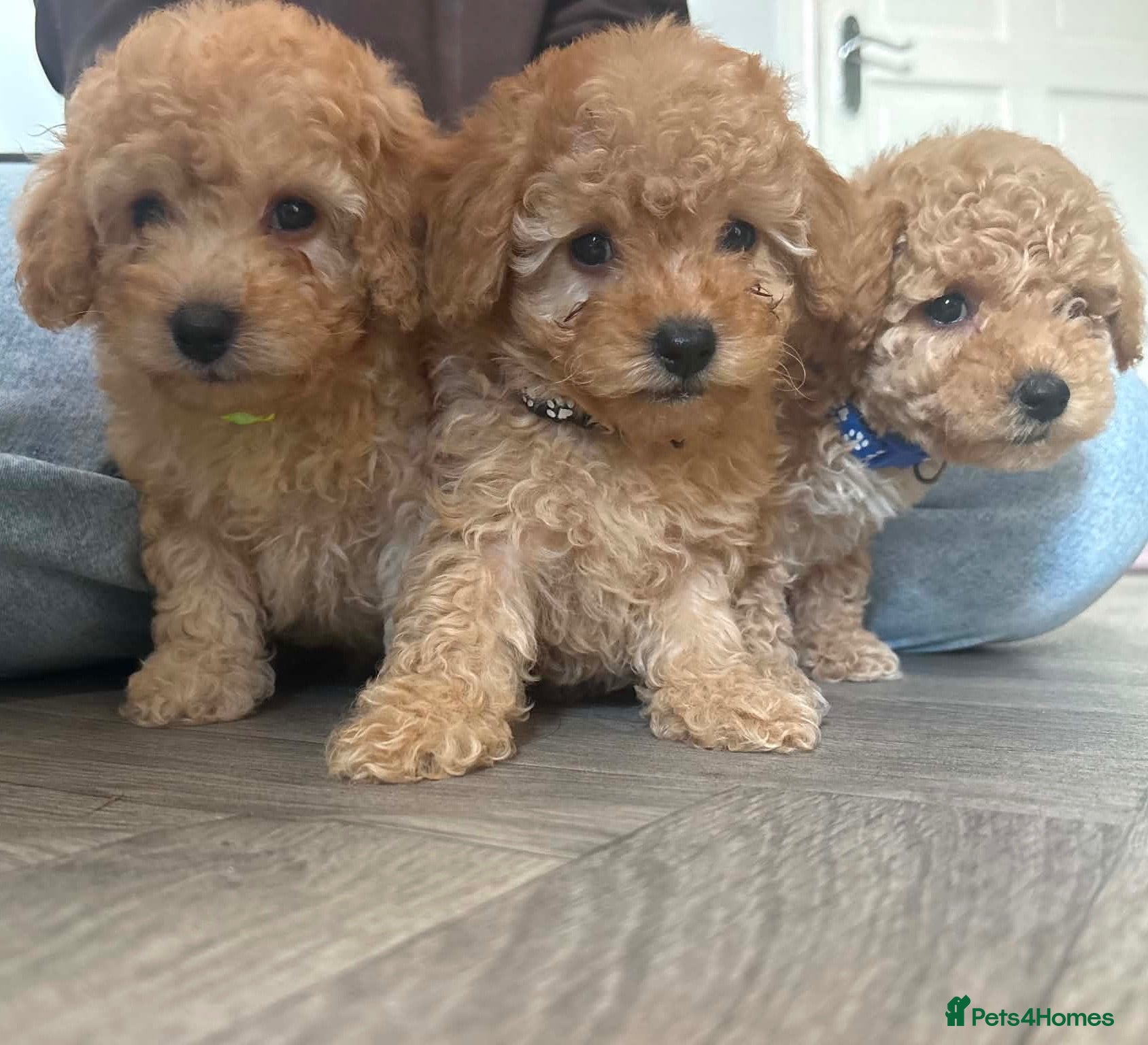 Cavapoo dogs Luxury toyf1b  Cavapoo  - Advert 14