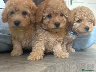 Cavapoo dogs Luxury toyf1b Cavapoo - Advert 2