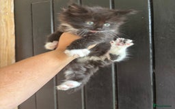 Maine Coon cats for sale: 2 female, 1 male ready for their forever home - Image 12