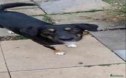 Mixed Breed dogs for adoption: CARA  - Image 1
