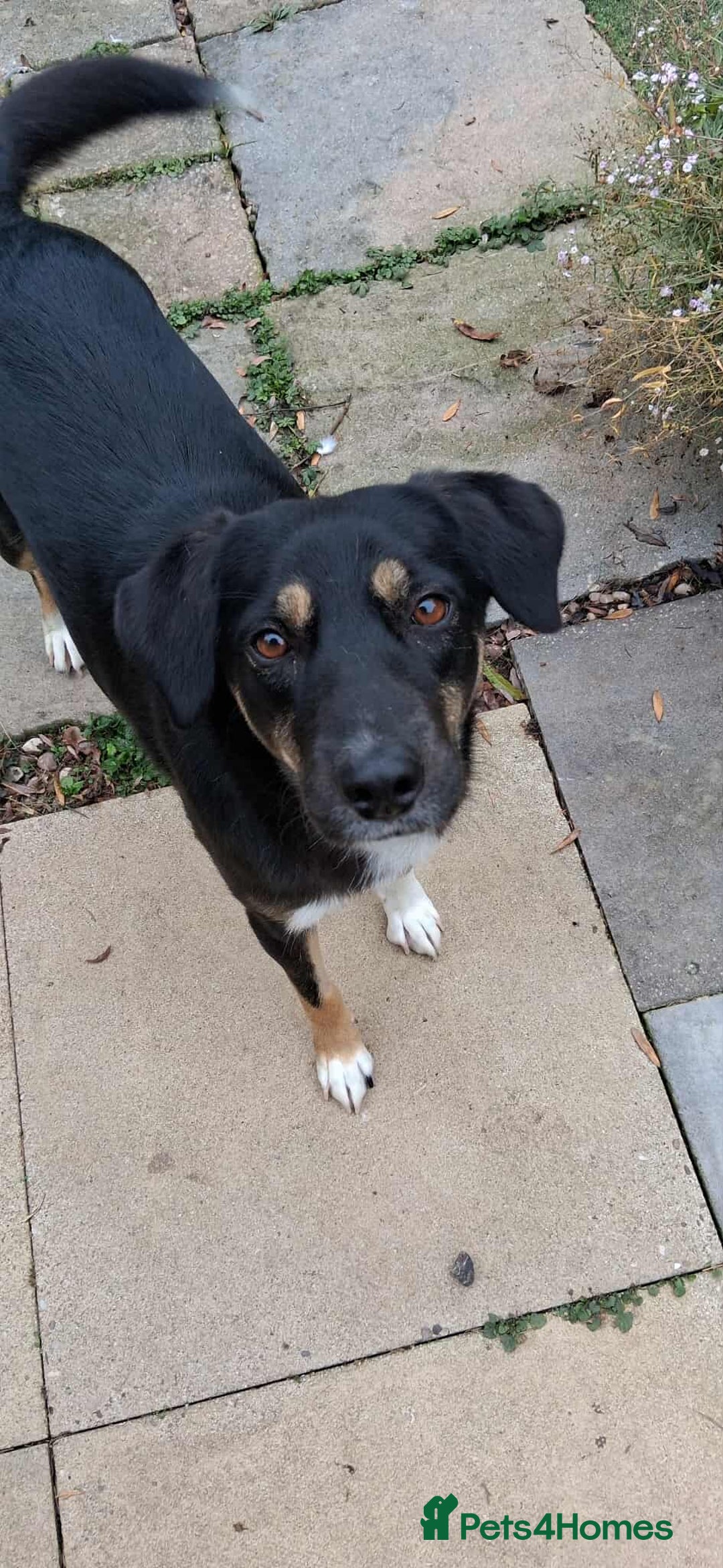 Mixed Breed dogs for adoption: CARA  - Image 1