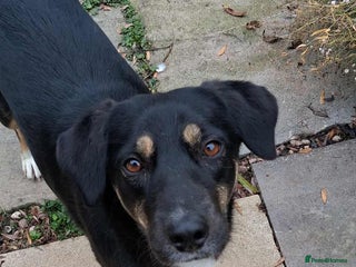 Mixed Breed dogs - Advert 18