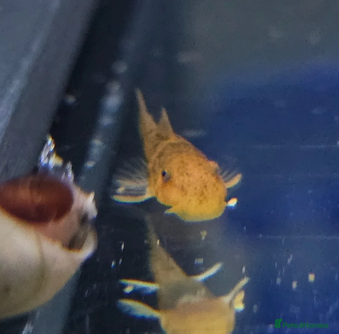 Plecos fish for sale: Calico Bristlenose Plecos in Leicester - Advert 2